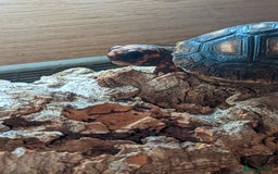 Tortoise reptiles for sale: Spotty the red footed tortoise and viv - Image 4