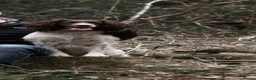 English Springer Spaniel dogs for sale: Gorgeous springer spaniel pups in Darlington - Advert 1