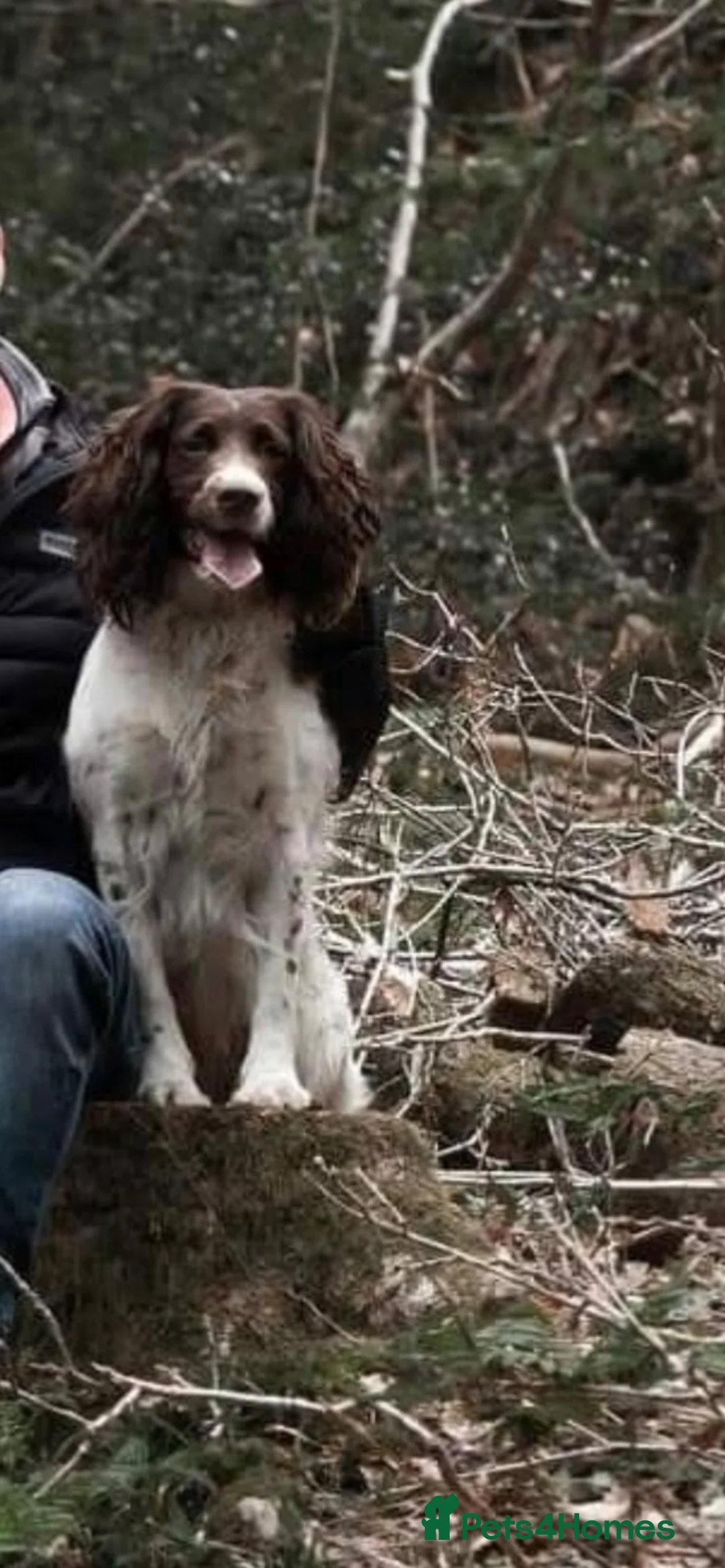 English Springer Spaniel dogs for sale: Gorgeous springer spaniel pups in Darlington - Advert 1