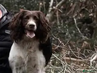 English Springer Spaniel dogs Gorgeous springer spaniel pups - Advert 1