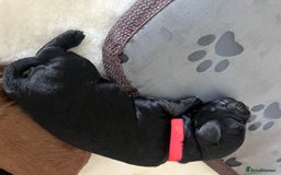 Cavapoo dogs for sale: Cute cavas for best homes only!  - Image 3