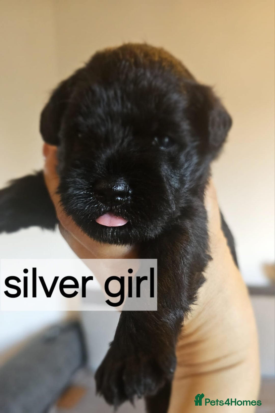 Miniature Schnauzer dogs for sale: Miniature Schnauzer puppies - Image 9