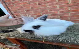 Angora rabbits for sale: Urgent 3 male rabbits for adoption  - Image 6