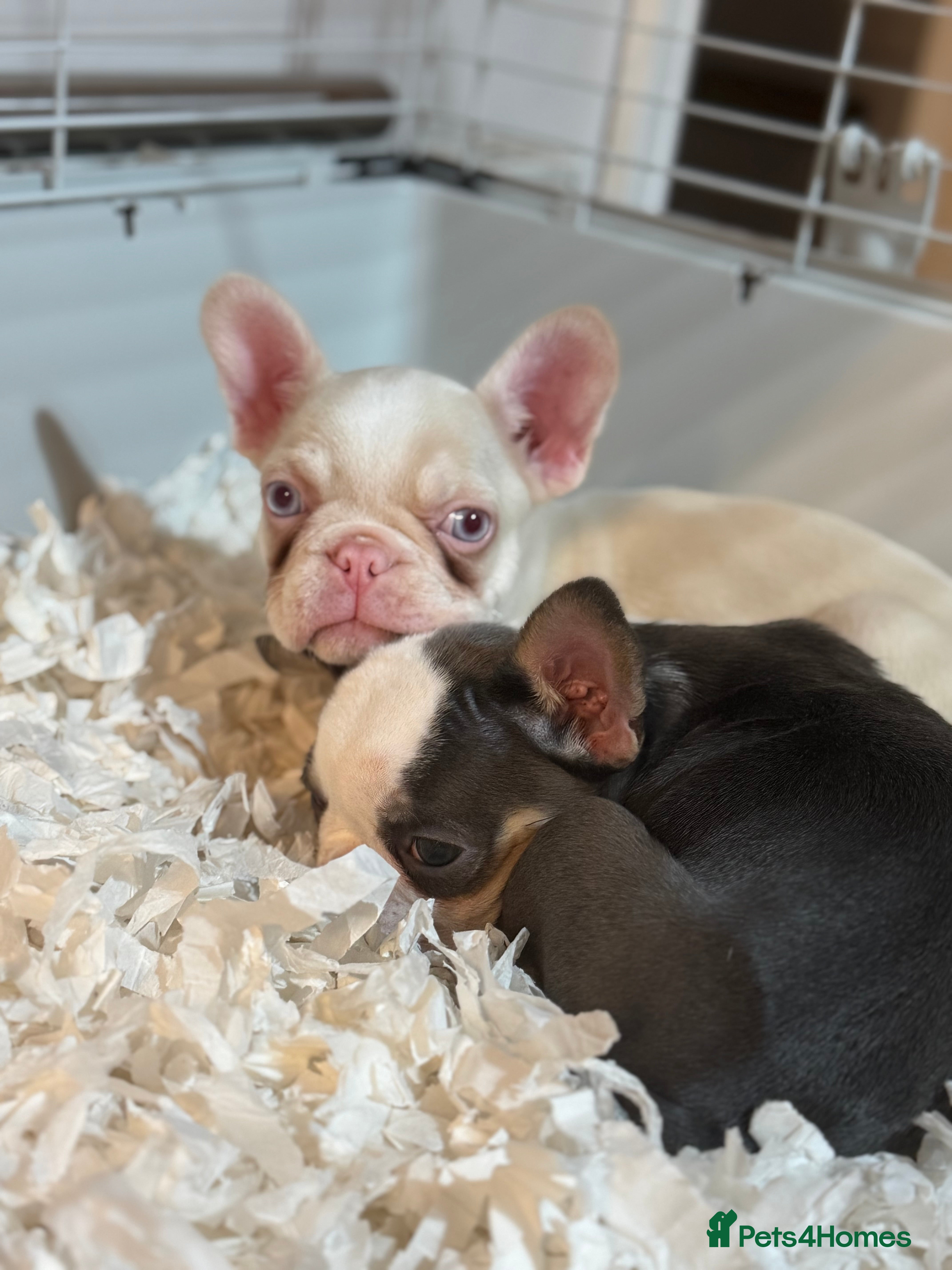 French Bulldog dogs PRICE DROP Beautiful Litter Of French Bulldogs - Advert 5