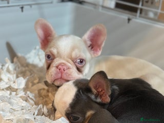 French Bulldog dogs PRICE DROP Beautiful Litter Of French Bulldogs - Advert 2