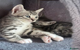 Balinese cats for sale: kittens - Image 11