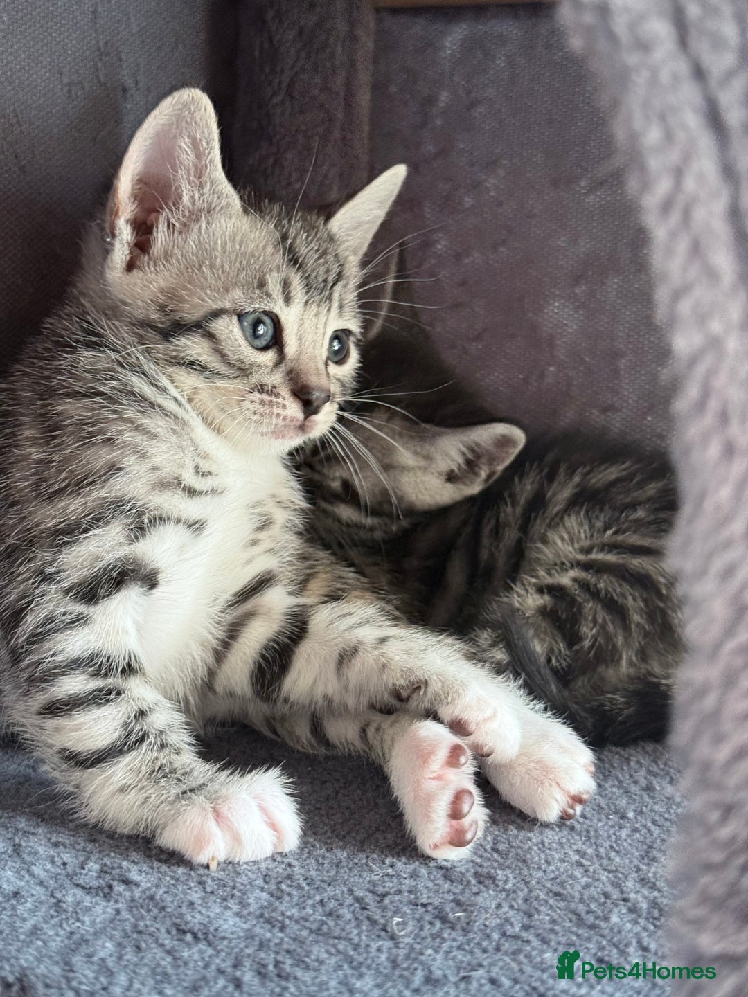 Balinese cats for sale: kittens - Image 11