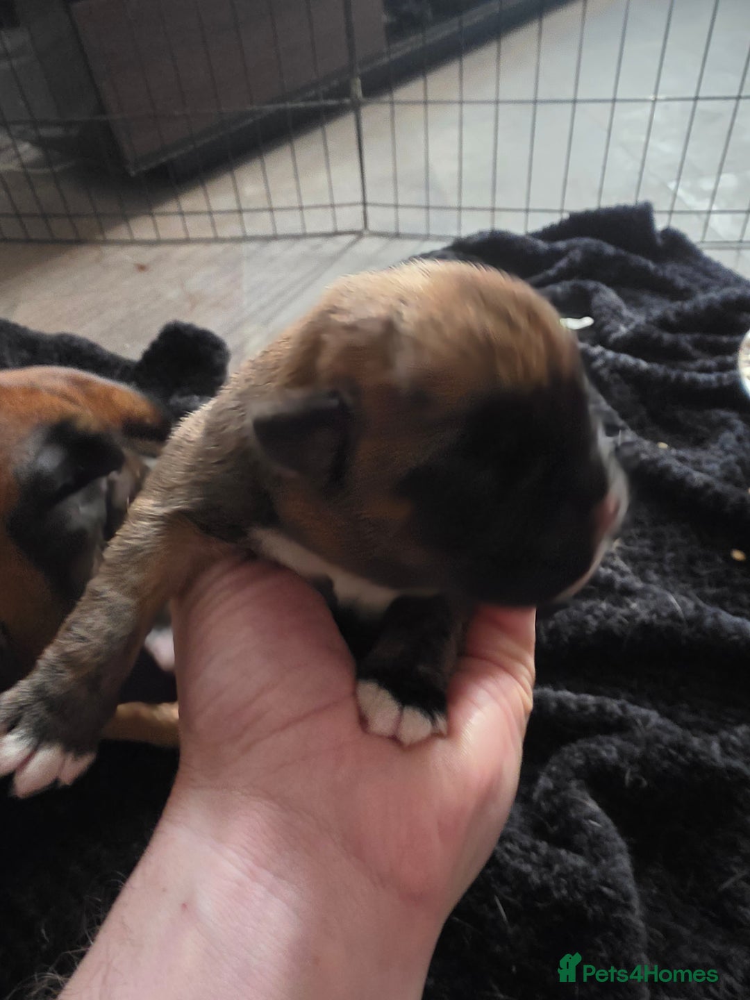 Boxer dogs for sale: 3 kc reg come take a look - Advert 3