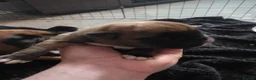 Boxer dogs for sale:  1 brindle girl kc reg come take a look x - Advert 16