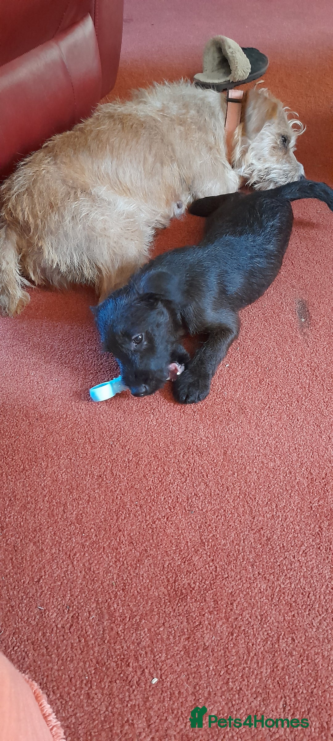 Patterdale Terrier dogs for sale: Beautiful female Patterdale puppy ready now - Image 6