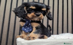 Cavalier King Charles Spaniel dogs for sale: Gorgeous Cavalier Puppies Ready2Go - Image 7