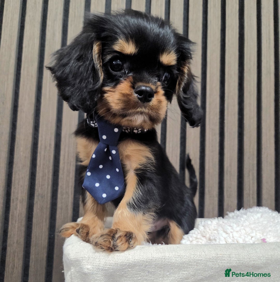 Cavalier King Charles Spaniel dogs for sale: Gorgeous Cavalier Puppies Ready2Go - Image 7