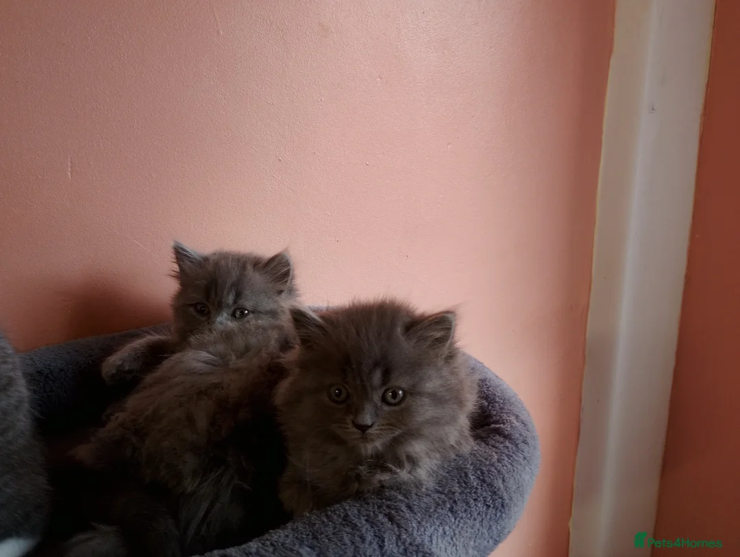 British Longhair cats for sale: BEAUTIFUL BRITISH LONGHAIR KITTENS! - Advert 2
