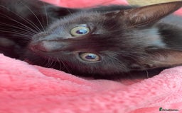 Mixed Breed cats for sale: Beautiful Kittens - Ready now in Maidstone - Image 3