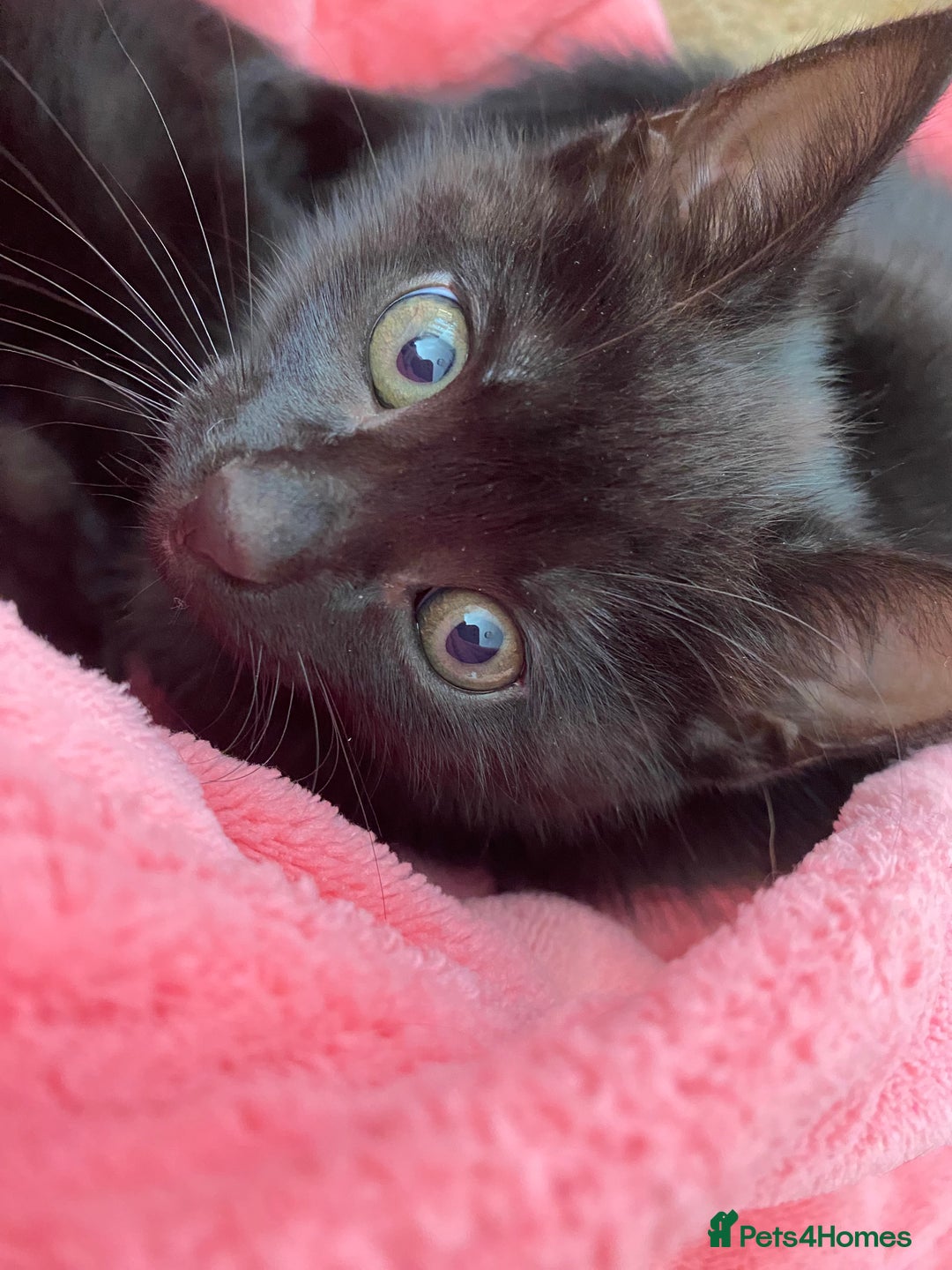 Mixed Breed cats for sale: Beautiful Kittens - Ready now in Maidstone - Image 3