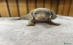 Miniature Dachshund dogs for sale: PRA clear. Isabella tan female (singleton) - Image 4