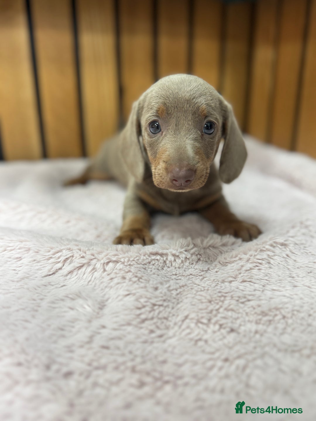 Miniature Dachshund dogs for sale: PRA clear. Isabella tan female (singleton) - Image 4