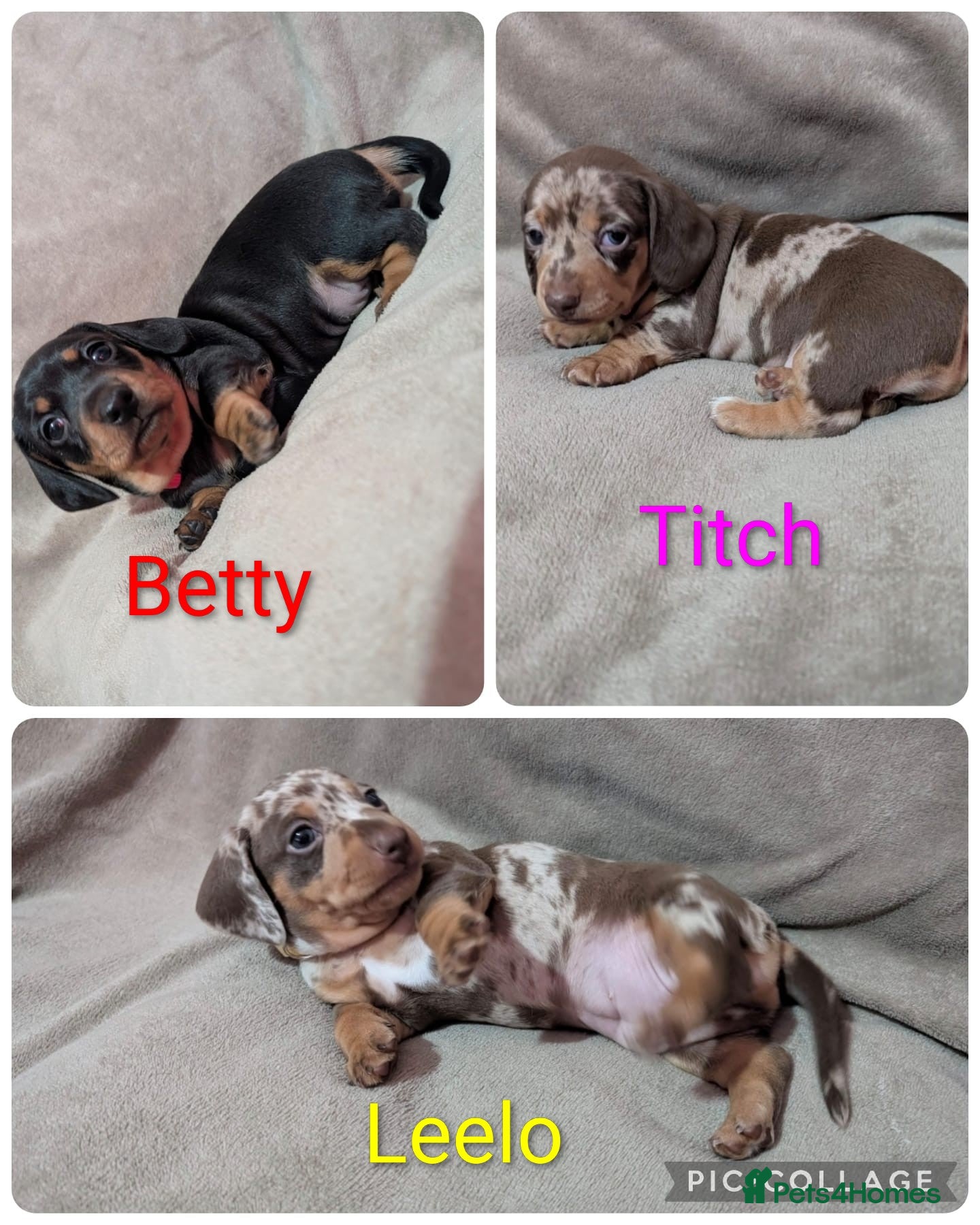 Miniature Dachshund dogs Miniature Dachsund - Advert 4