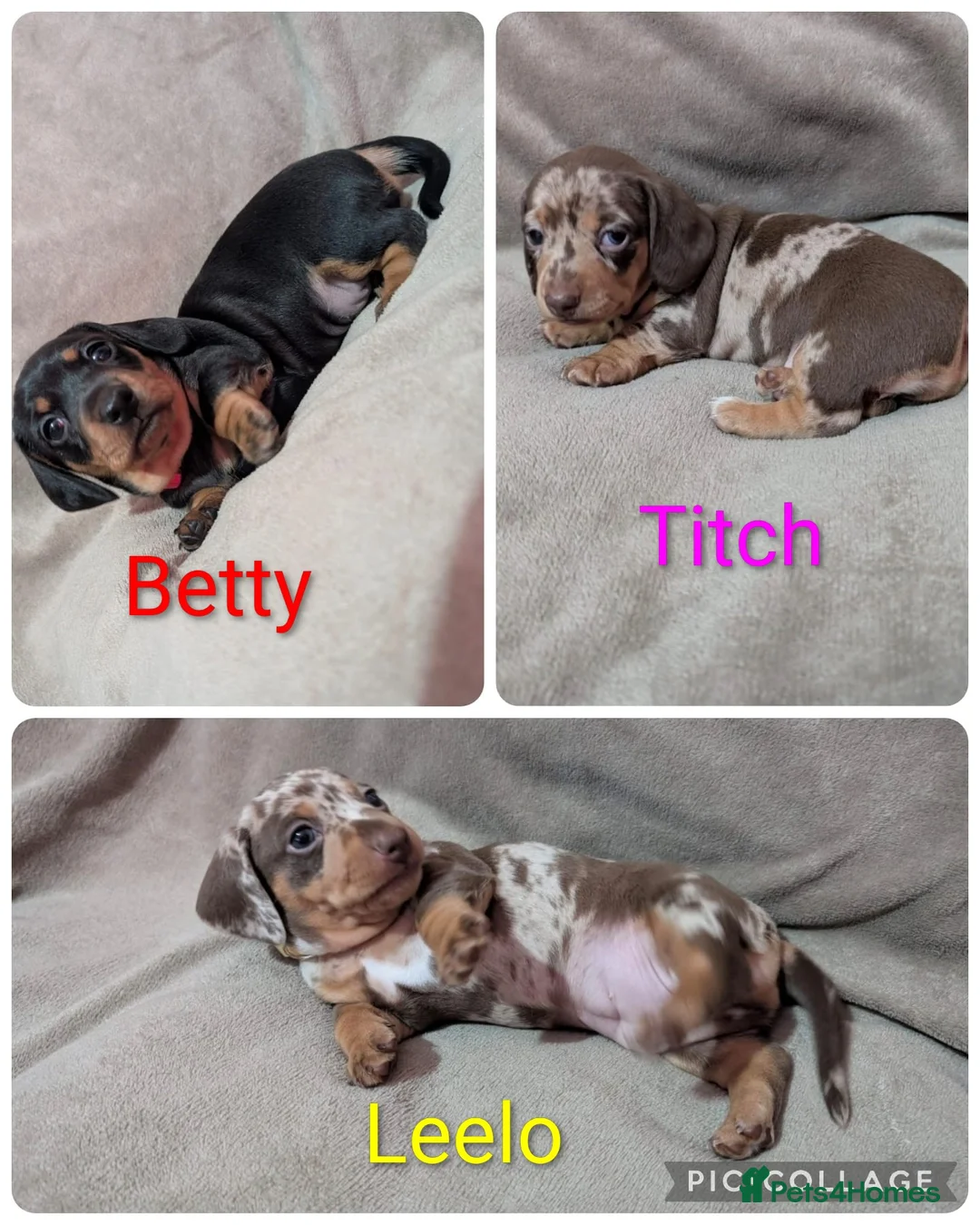 Miniature Dachshund dogs for sale: Miniature Dachsund - Advert 1