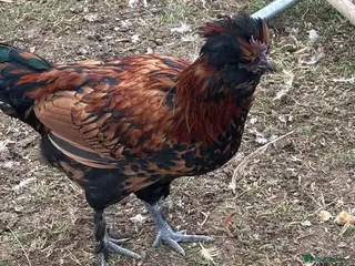 Chickens poultry Cockerels - Advert 1