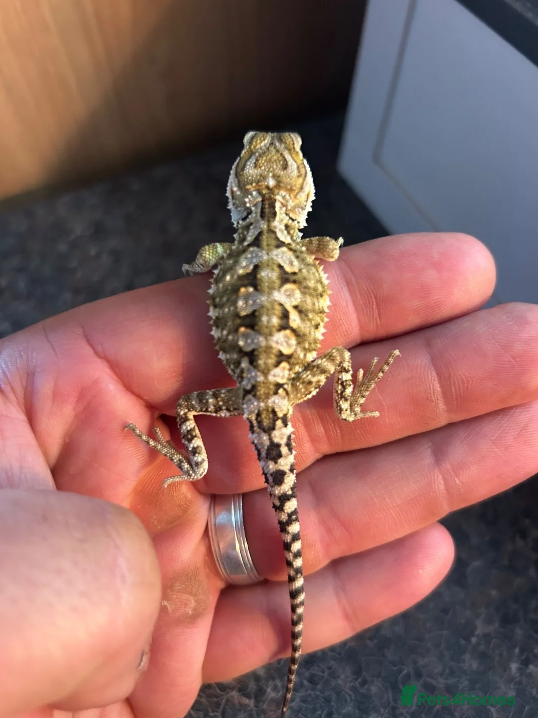 Dragon reptiles for sale: Rankins dragons - Advert 1