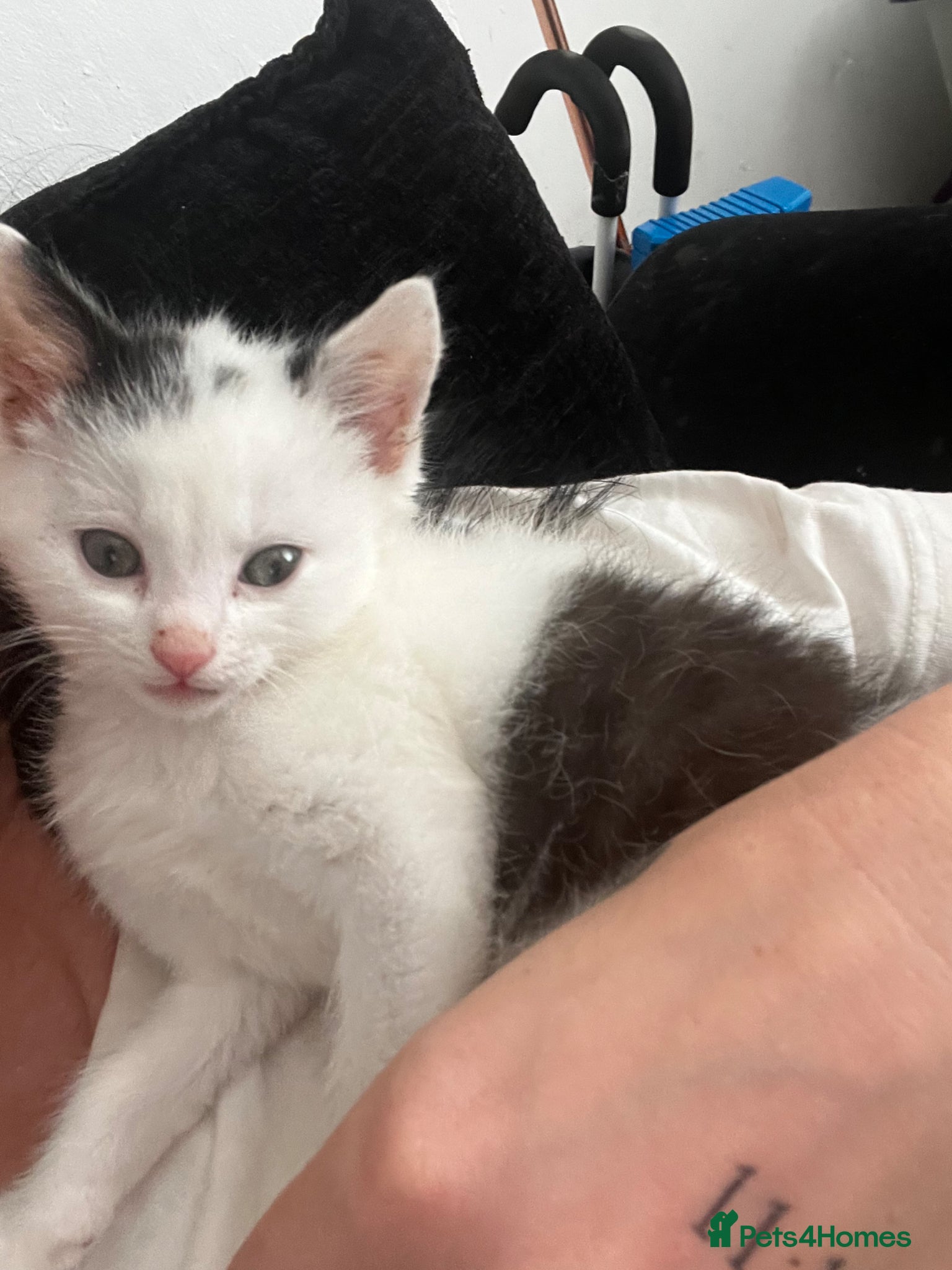 British Shorthair cats 9 week old male kitten for sale  - Advert 2