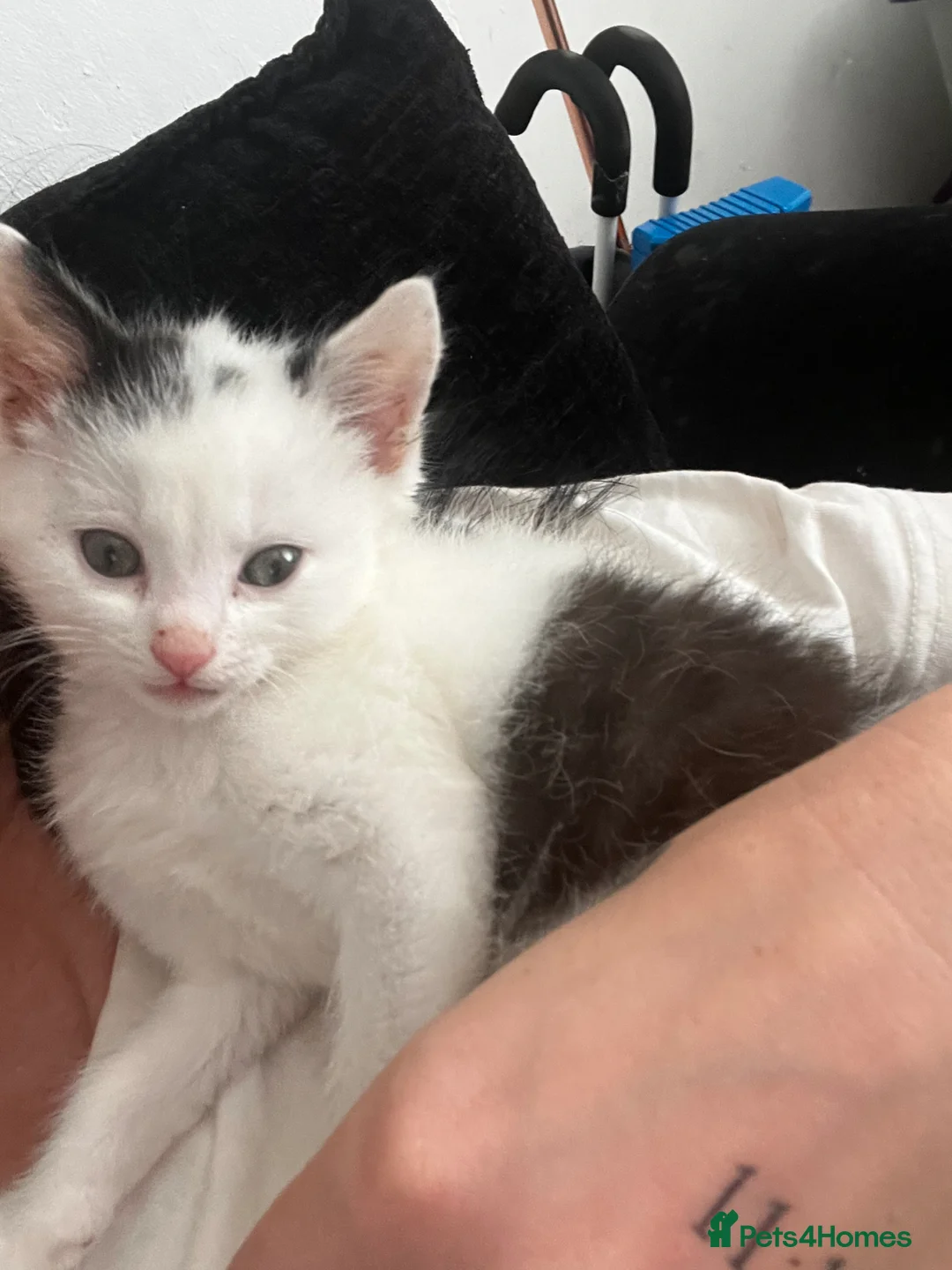 British Shorthair cats for sale: 9 week old male kitten for sale  in Slough - Advert 1