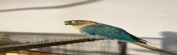 Conures birds for sale: Beautiful female conure looking for a loving home  - Advert 3
