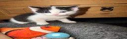 Mixed Breed cats for sale: 2 beautiful kittens  - Advert 11