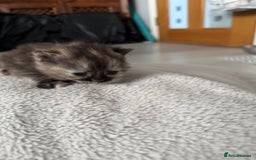 Persian cats for sale: Persian X Domestic kittens - Advert 5