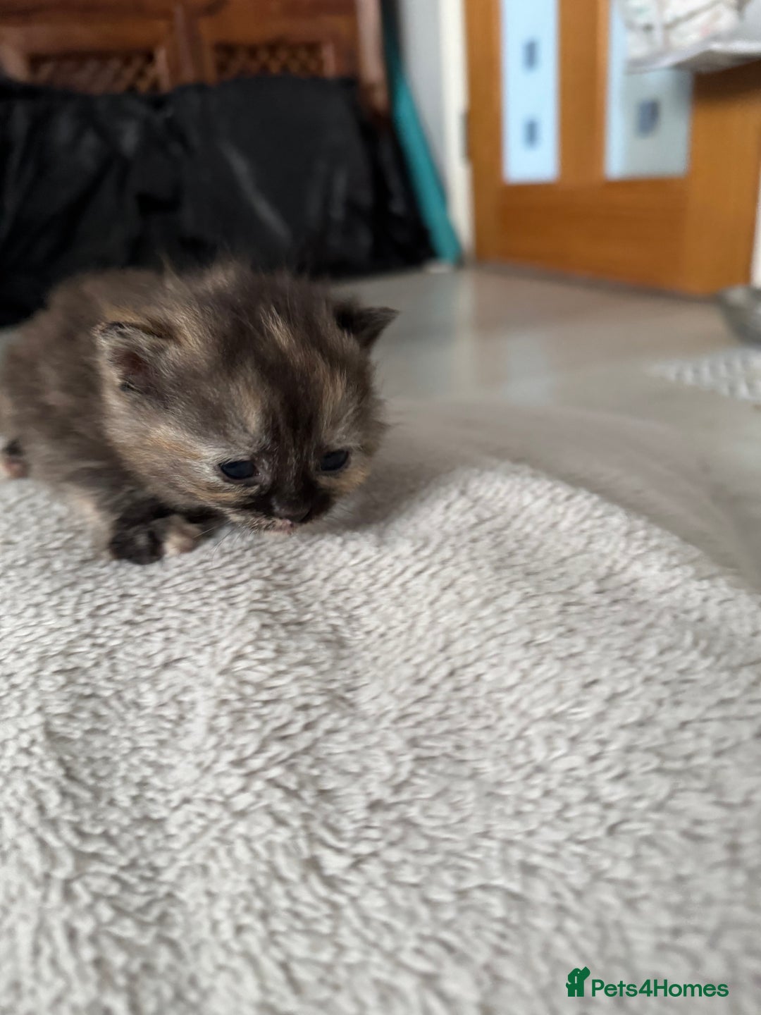 Persian cats for sale: Persian X Domestic kittens - Advert 5