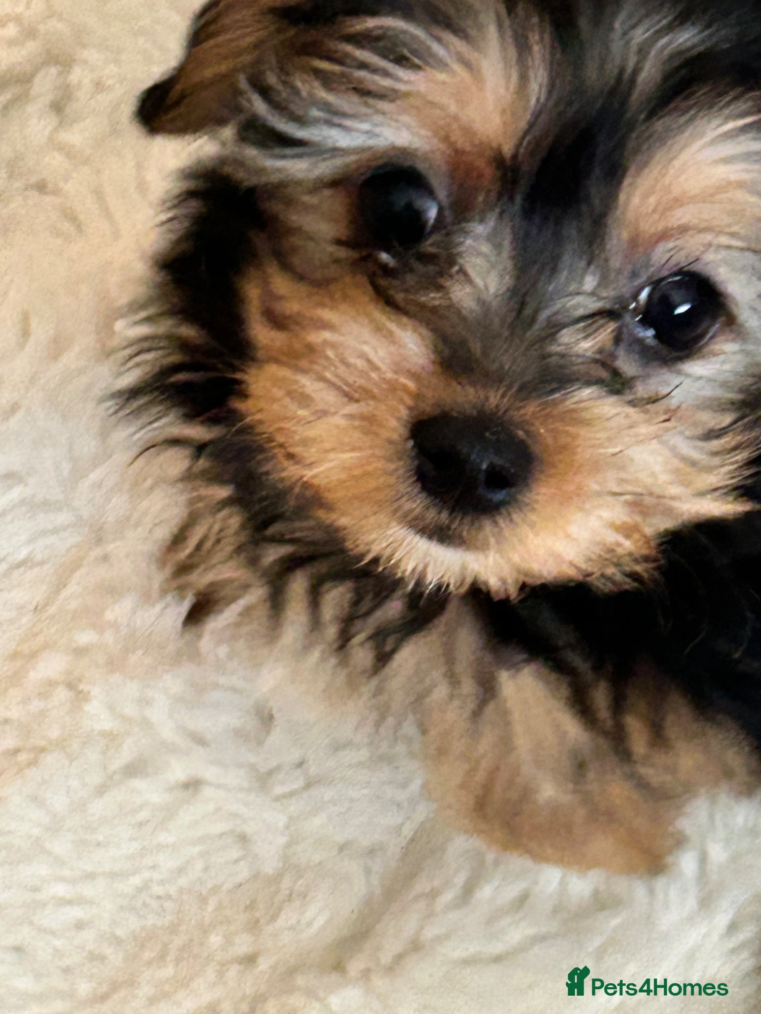 Morkie dogs Miniature morkie teddy bears  - Advert 3