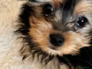 Morkie dogs Miniature morkie teddy bears - Advert 9