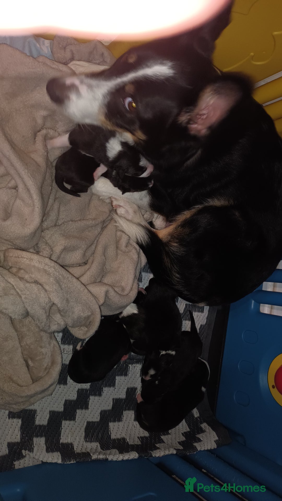 Border Collie dogs for sale: Border collie tri puppies - Image 8