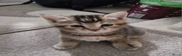 Mixed Breed cats for sale: Beautiful British Shorthair x Bengal Cross Kittens in Farnham - Advert 22