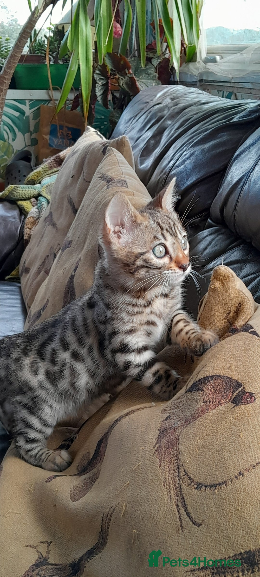 Bengal cats for sale: Ready Now last male left - Image 19