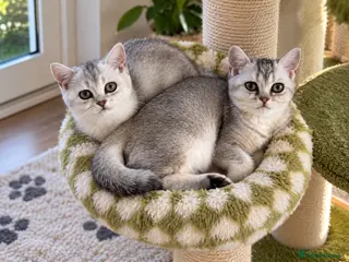 British Shorthair cats REDUCE PRICE! GCCF silver chinchilla girls - Advert 12