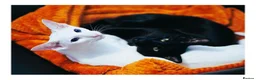 Oriental cats for sale: BEAUTIFUL PANTHER BLACK ORIENTAL PEDIGREE CAT - Advert 5