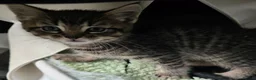 Mixed Breed cats for sale: 4 kittens - Advert 4