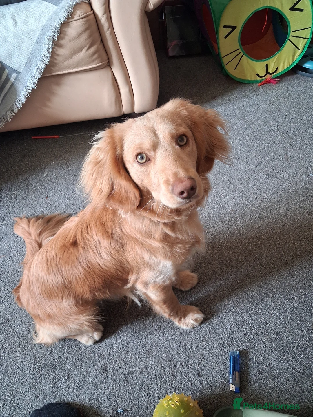 Cockapoo dogs for sale: One year old male Cockapoo in Stoke-on-Trent - Advert 1