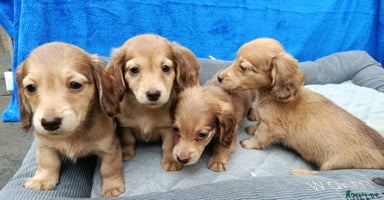Miniature Dachshund dogs - Advert 5