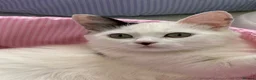 Munchkin cats for sale: Turkish Angora x Munchkin male and female  - Advert 30