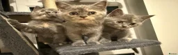 British Shorthair cats for sale: Gorgeous British short haired tabby’s & calicos  - Advert 9