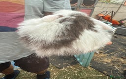 Mini Lop rabbits for sale: Mini lop - Image 16
