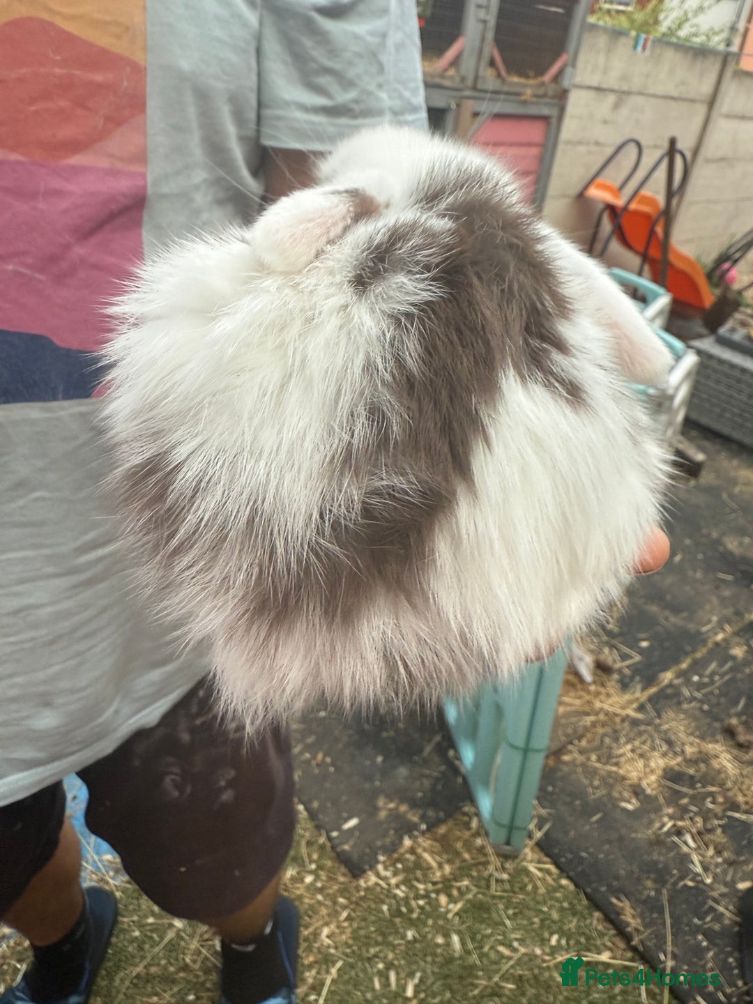 Mini Lop rabbits for sale: Mini lop - Image 16