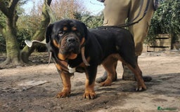 Mastiff dogs for sale: Beautiful female Mastiff  - Image 10
