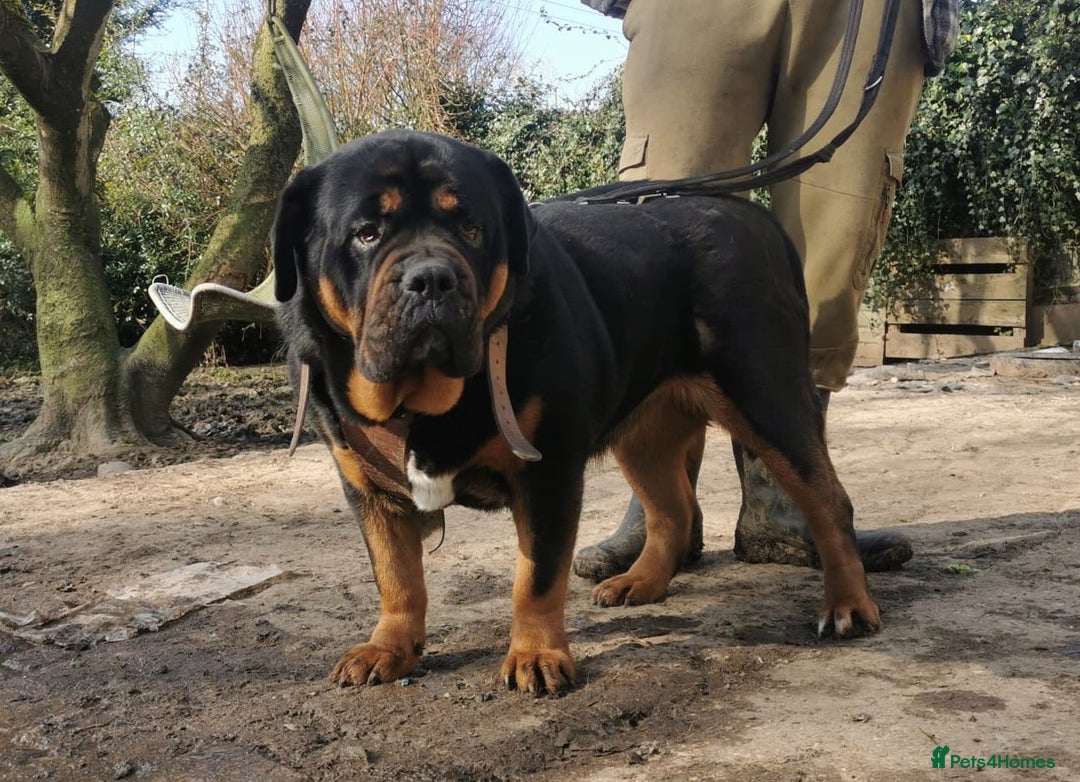 Mastiff dogs for sale: Beautiful female Mastiff  - Image 10