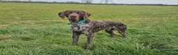German Shorthaired Pointer dogs for stud: Proven KC registered & health tested GSP stud - Advert 3