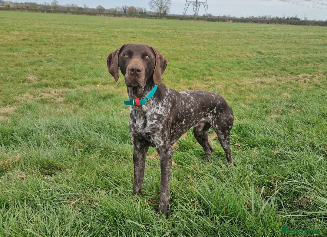 German Shorthaired Pointer dogs for stud: Proven KC registered & health tested GSP stud - Advert 3