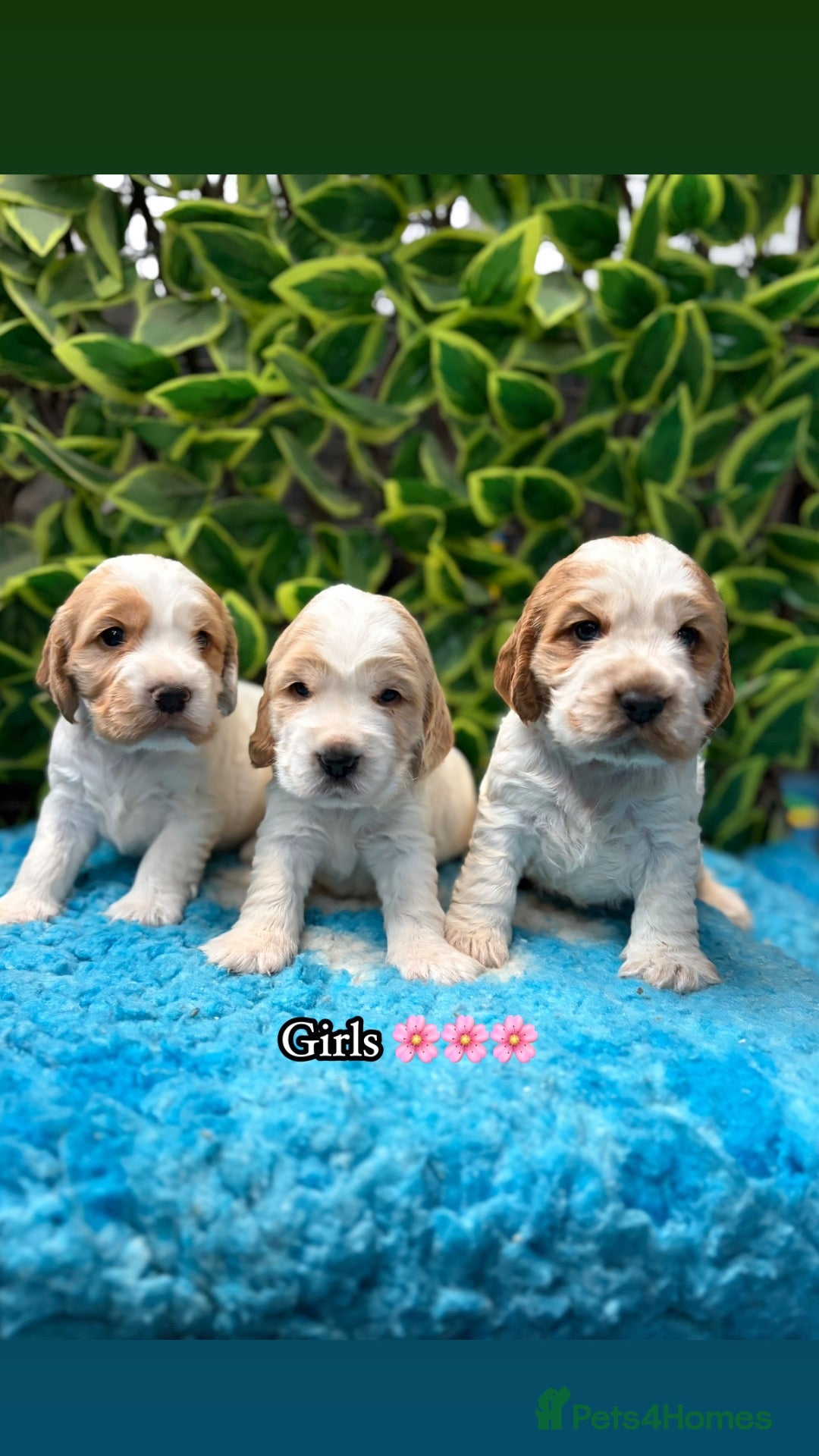 Cocker Spaniel dogs 🏆 Award Winning 🏆 - Advert 1